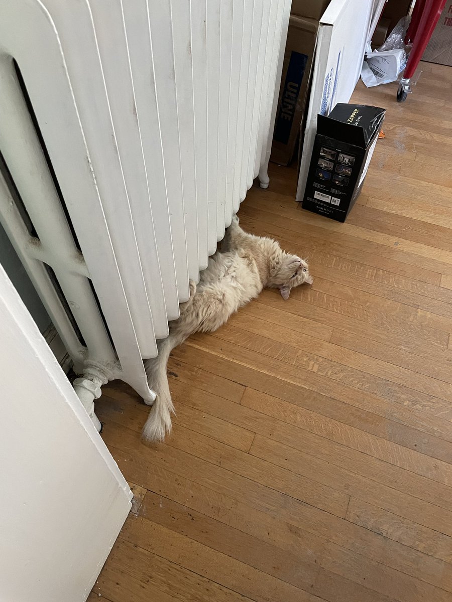 annabooof's tweet photo. i have compiled an album of sherb laying weird. there are 45 photos total so far https://t.co/t1wnrBtTkD