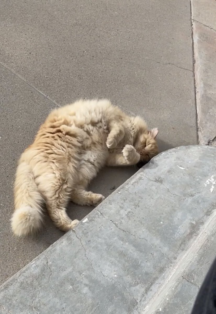 annabooof's tweet photo. i have compiled an album of sherb laying weird. there are 45 photos total so far https://t.co/t1wnrBtTkD