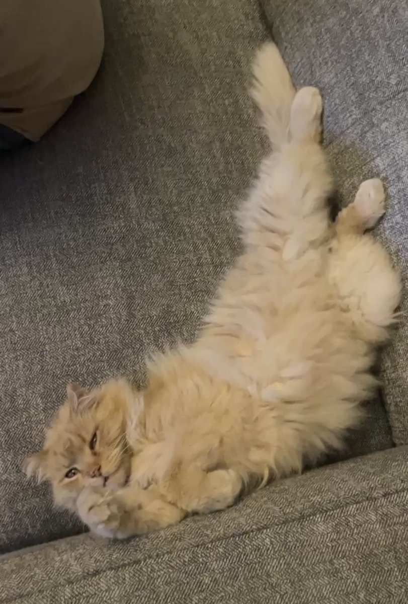 annabooof's tweet photo. i have compiled an album of sherb laying weird. there are 45 photos total so far https://t.co/t1wnrBtTkD