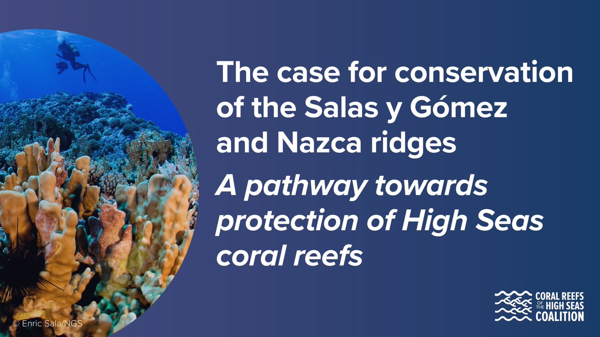 ReefsHighSeas's tweet photo. 📙 The @ReefsHighSeas ‘Case for Conservation of the Salas y Gómez and Nazca Ridges’ is a must-read. 🪸 We cannot ignore its biological and cultural significance. Let's write the next chapter by protecting this pristine natural wonder. https://t.co/bJz7ORnwGo #BBNJ #CoralReefs https://t.co/Et2yNpu9th