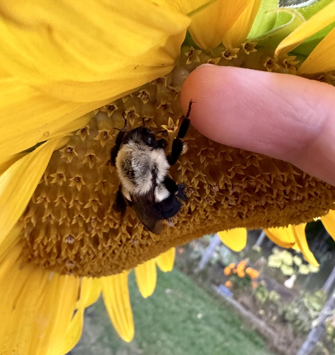 MandyLSimard's tweet photo. Found this little one on my sunflower a couple days ago and every time I go out he’s still there. I know soon he won’t be.. but I enjoy looking for him every time I go out. 🥹🌻🐝 #bee #bumblebee #GardeningX #GardeningTwitter #flower #FLOWER #friends #pollinator #Sunflowers https://t.co/AP5vEhIP2Q