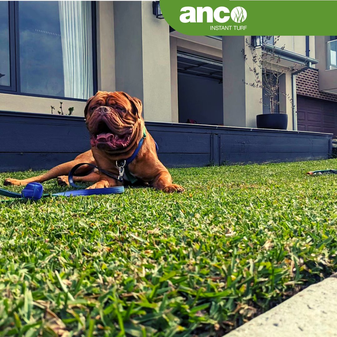 Ancoinstantturf's tweet photo. The weather is definitely beginning to heat up! ☀️🌿
.
Be sure to tag us in your sunny uploads featuring @ancoturf! 
.
Did we tag yours?? Tag yourself and your turf type in the comments!
.
📱 @ancoturf
📞 1800 010 110 
.
@lawnsolutions
.
#Anco #AncoTurf #TurfLawn #NaturalTu ... https://t.co/6lmcQNMvws