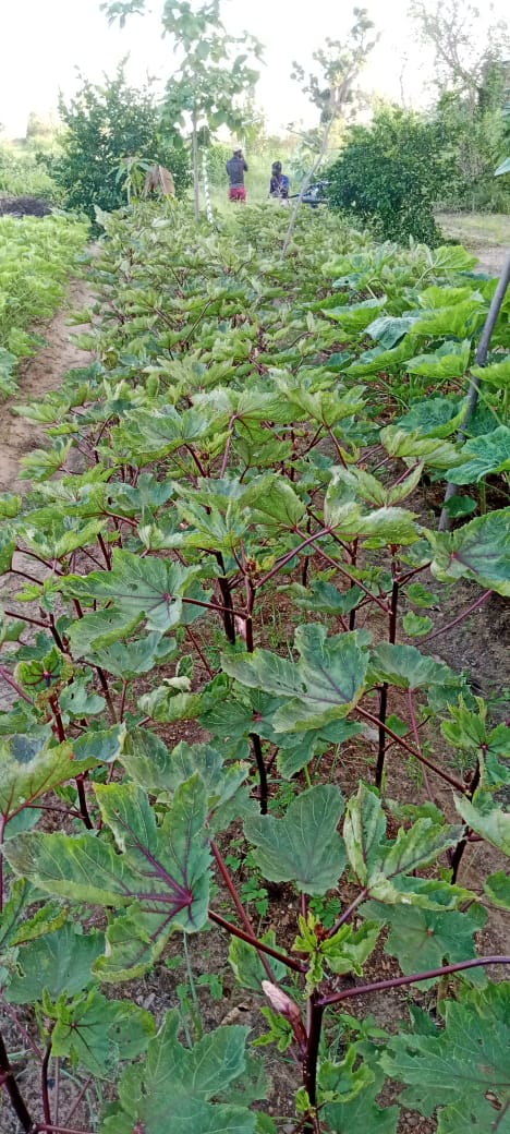 GrowingLifeshop's tweet photo. Trop cool ! 🌱 À la ferme, c'est le moment parfait pour profiter du gombo et du bissap ! La saison préférée des diolas 😂 Les saveurs délicieuses de la saison sont là pour régaler nos papilles ! 😍🌿 #GomboEtBissap #FermeLife https://t.co/PRLtOW6Etr