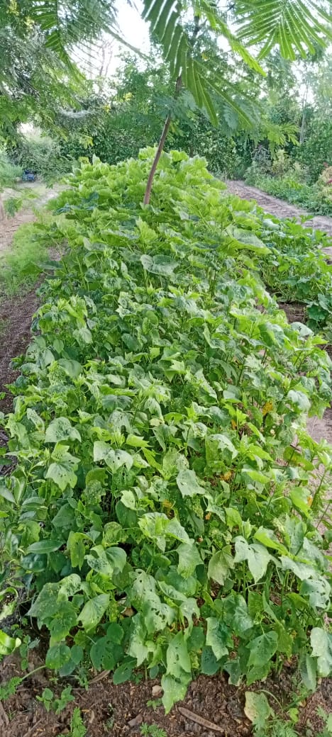 GrowingLifeshop's tweet photo. Trop cool ! 🌱 À la ferme, c'est le moment parfait pour profiter du gombo et du bissap ! La saison préférée des diolas 😂 Les saveurs délicieuses de la saison sont là pour régaler nos papilles ! 😍🌿 #GomboEtBissap #FermeLife https://t.co/PRLtOW6Etr