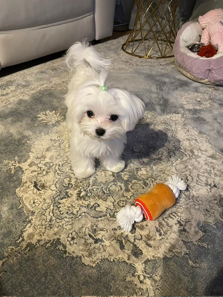 Rib steak have found a lump of rib roast finally!! Good job!!
#dog #cute #pets