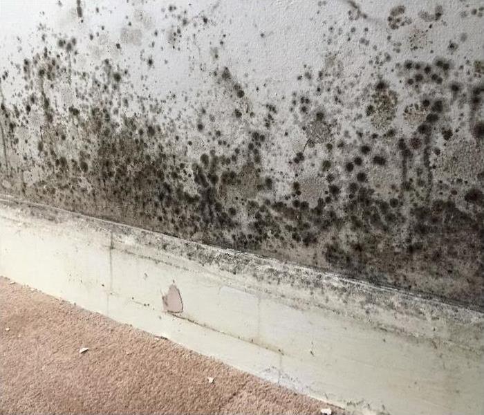 Servpro_of_Phx's tweet photo. What to Expect When Working with Mold Remediation Specialists https://t.co/A7WlPrRpLx
#SERVPROTeamPhoenix #damagerecovery #remediationservices https://t.co/KnCYAZ2KUy