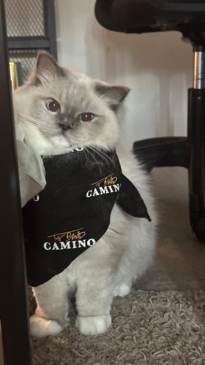 itskarmathecat's tweet photo. momo is the cutest @thebandcamino fan, no ifs ands or buts 😌

i’m so glad she is more resigned to wearing things than karma is 😂 https://t.co/H93N5gfaOc