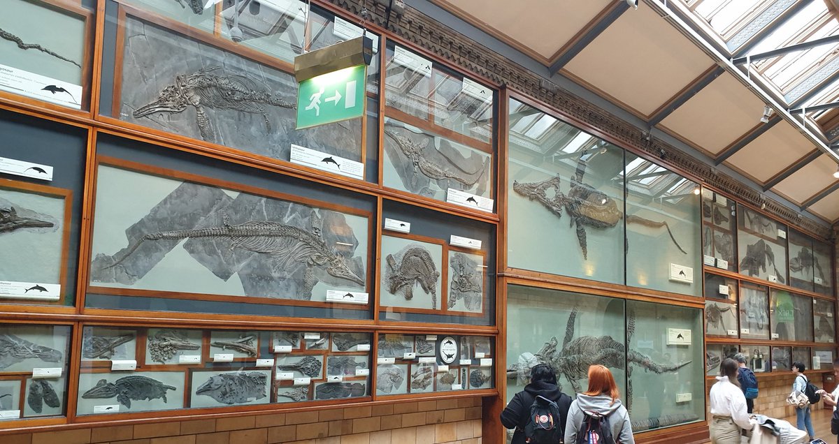 The #MaryAnning sign has been updated! Buuut it's still associated with the wrong #plesiosaur, the giant Rhomaleosaurus. Anning's actual original plesiosaur (Plesiosaurus dolichodeirus) is located a short distance away in the gallery.