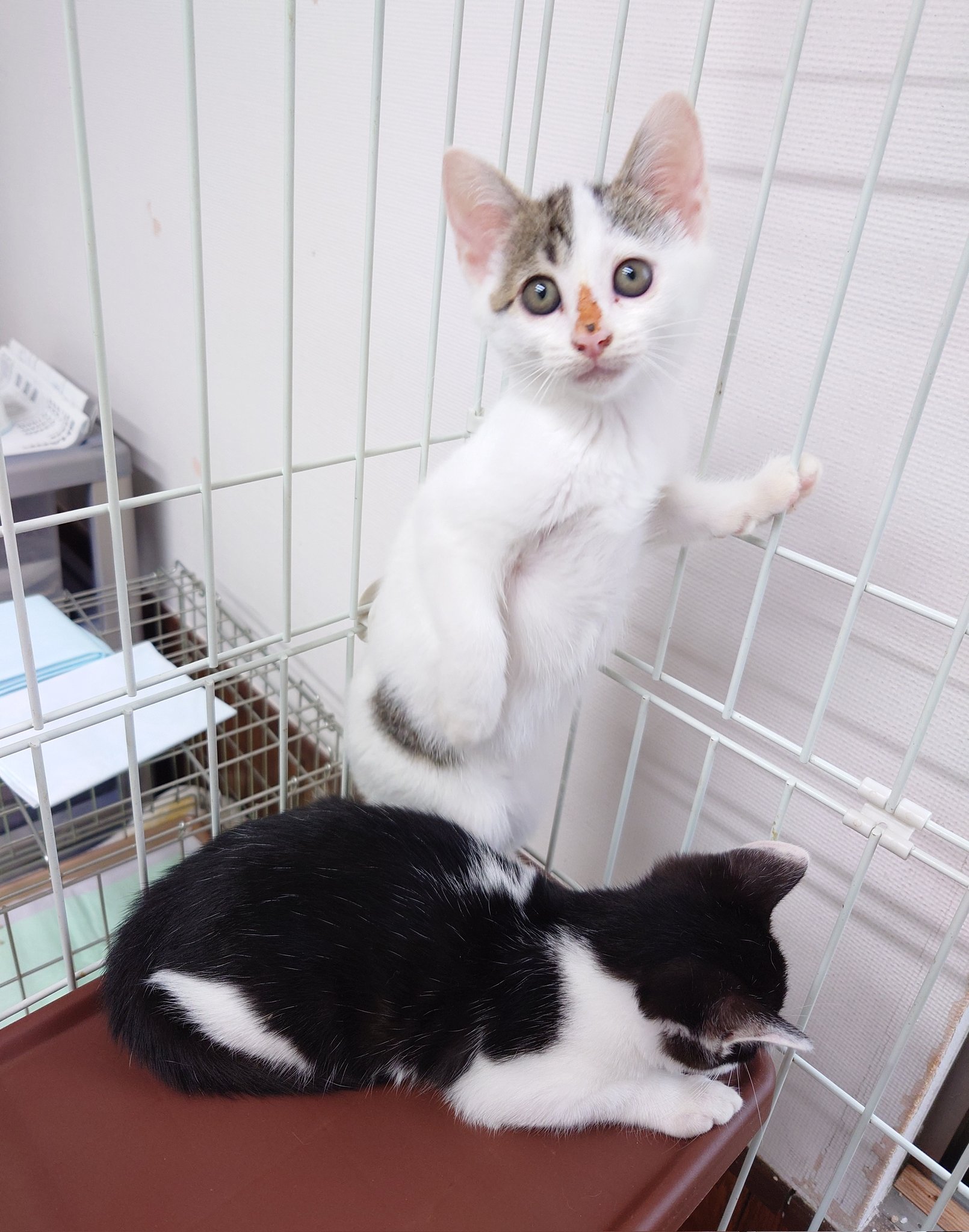 猫鶴✵雪の工房 プロフ必読♥️ 猫鶴✵雪の工房 プロフ必読様専用♥️