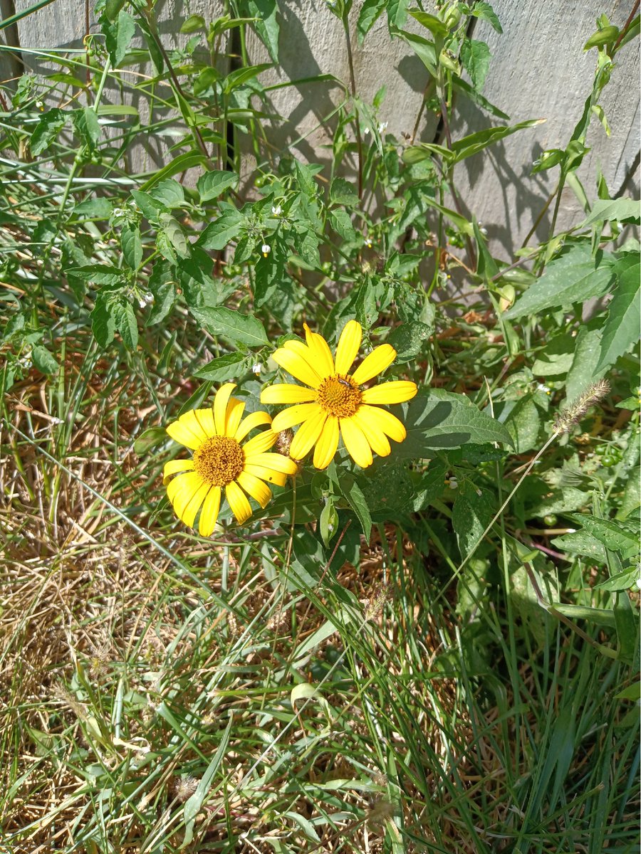 pntdpolarbear's tweet image. I work on average 56 hours a week so i really enjoy getting time off to do what I want and go on adventures. Be that as it may I do tend to go a bit off in the head living alone so I made a point of getting out and about. I sat in a new coffee shop today and journaled for a bit!