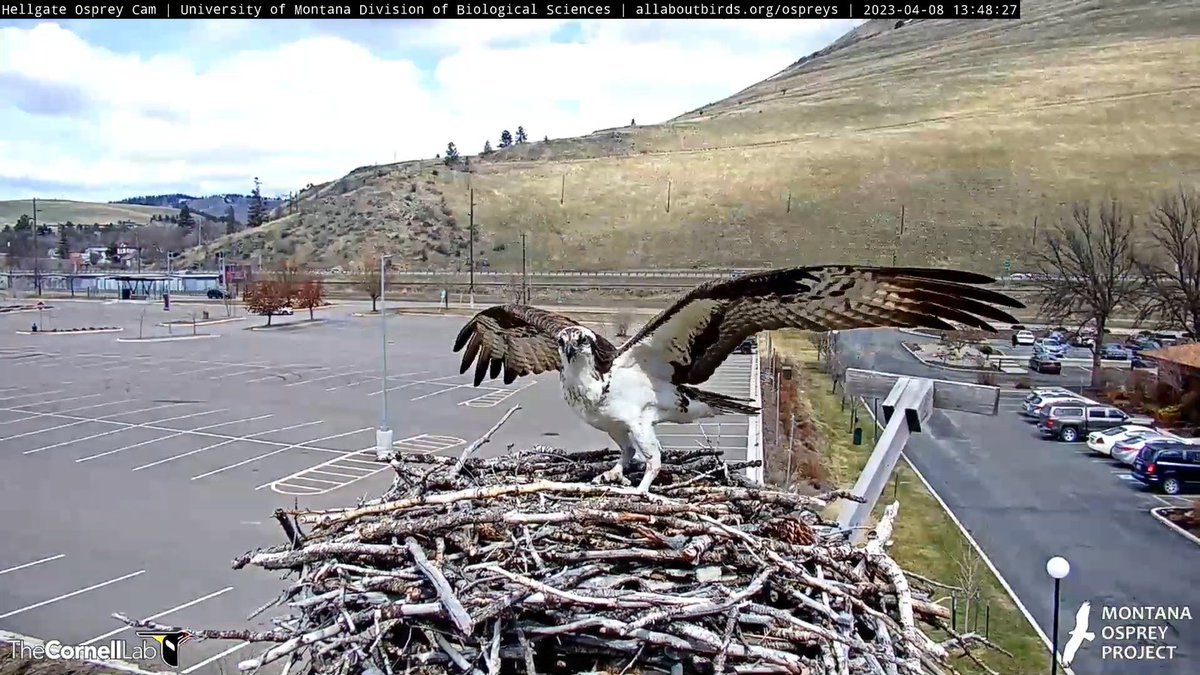 HellgateOsprey's tweet photo. 9/21 Good Morning, #CHOWS! On 9/21/2020, Iris was last sighted on her favorite perch on Mt. Sentinel. The last sighting of her this year was 9/12 on a perch on Mt. Sentinel. We had the honor of her presence for 157 days, 2hrs &amp; 23 mins! 
Godspeed, Iris!!
#BeAnIris
#HellgateOsprey https://t.co/QtHdKqAjAY