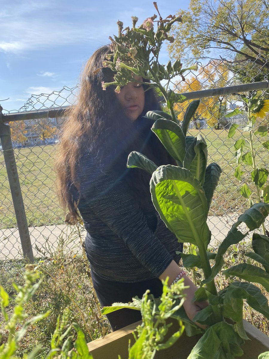 ThomsonSchool's tweet photo. Thomson has been growing tobacco in the front of our school. After learning more about our four medicines we started the process of harvesting the tobacco seeds and drying leaves. https://t.co/0y1bftjRaT