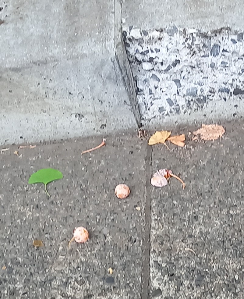 mame_daifu9's tweet image. 秋はステキな街

#YESYESYES
#銀杏みっけ
#秋の気配です