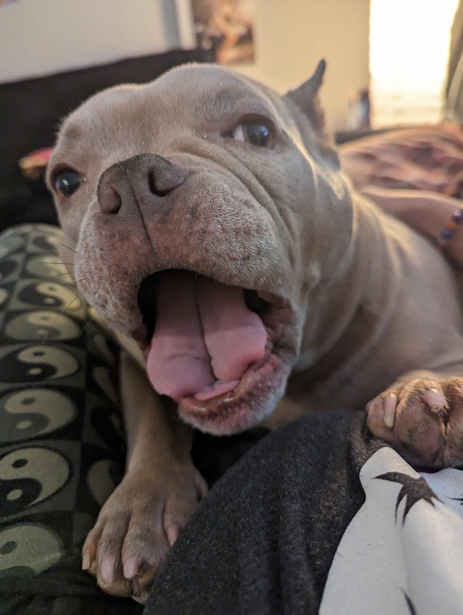 genx_lexi's tweet image. 🎶Happy, happy hippooo🎶

#HappyHumpDay #happydoggo #househippo #PITBULL #dogmom #bulldog #pets #love #dogs #fyp  #photography #AnimalLovers 💞