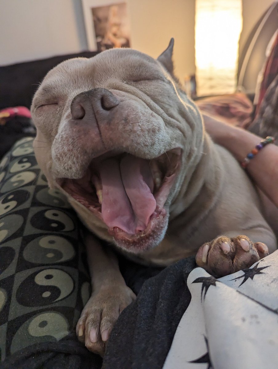 genx_lexi's tweet image. 🎶Happy, happy hippooo🎶

#HappyHumpDay #happydoggo #househippo #PITBULL #dogmom #bulldog #pets #love #dogs #fyp  #photography #AnimalLovers 💞