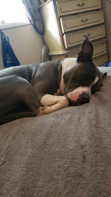 Little moment of joy from my day...My pittie Madeline frolicking and wallering in the tall grass, then