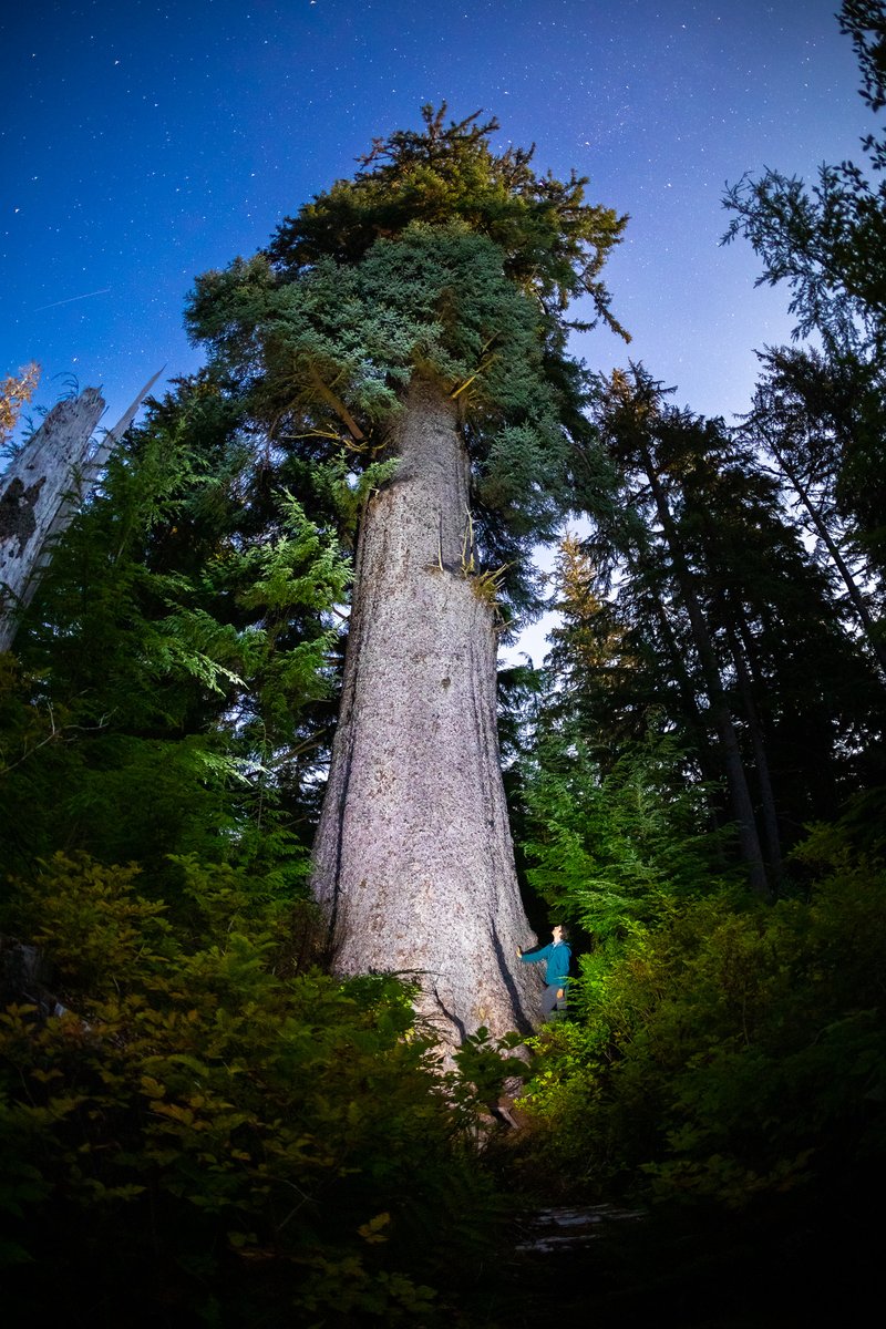 Canada’s largest spruce tree stretches towards the night sky on northern Vancouver Island in Quatsino territory. The tree measures 255 ft (77.8 m) tall &amp; 14.3 ft (4.36 m) wide. Speak up for the protection of #oldgrowth forests on #NationalTreeDay at:  ancientforestalliance.org/take-action-fo…