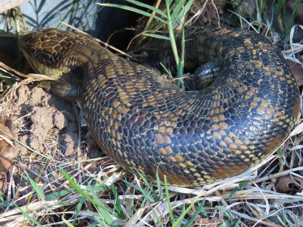 A welcome resident of my Braidwood garden to emerge in the warmth is this Eastern Blue-tongue or Tiliqua scincoides scincoides #Reptile #biodiversity @NatureMapr @NewSouthWales