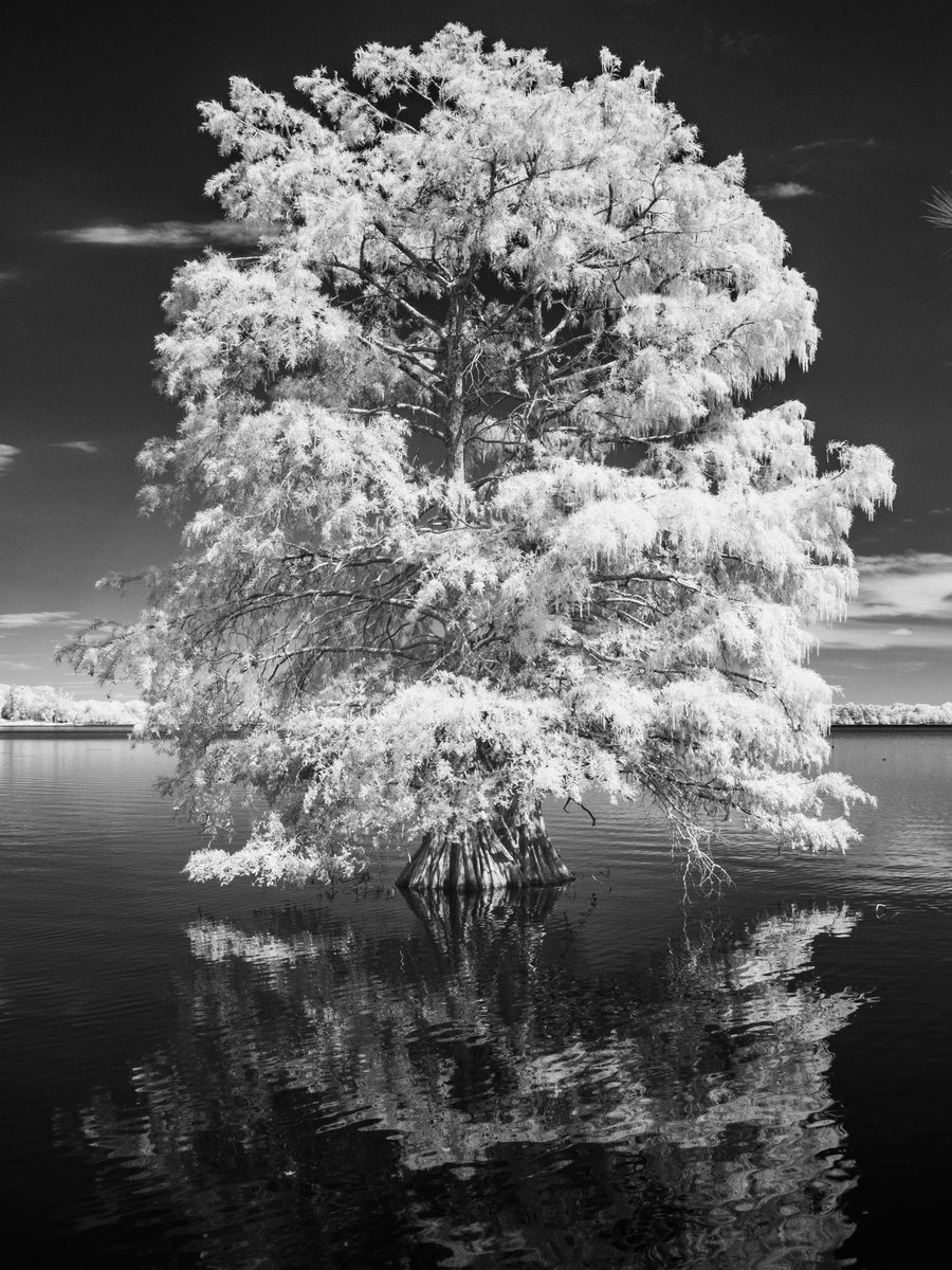 Bald cypress trees at Harris Brake Lake, near Perryville.

#infrared #arkansas #infraredphotography #infraredblackandwhite #arkansasphotography