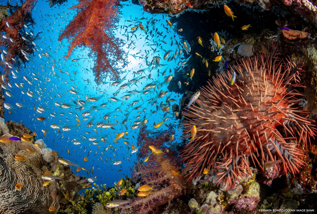 Both formally protected areas and areas managed by communities outside formal government protection showed benefits for biodiversity in a new WCS-led study. bit.ly/3rkC8Og #ForCoral