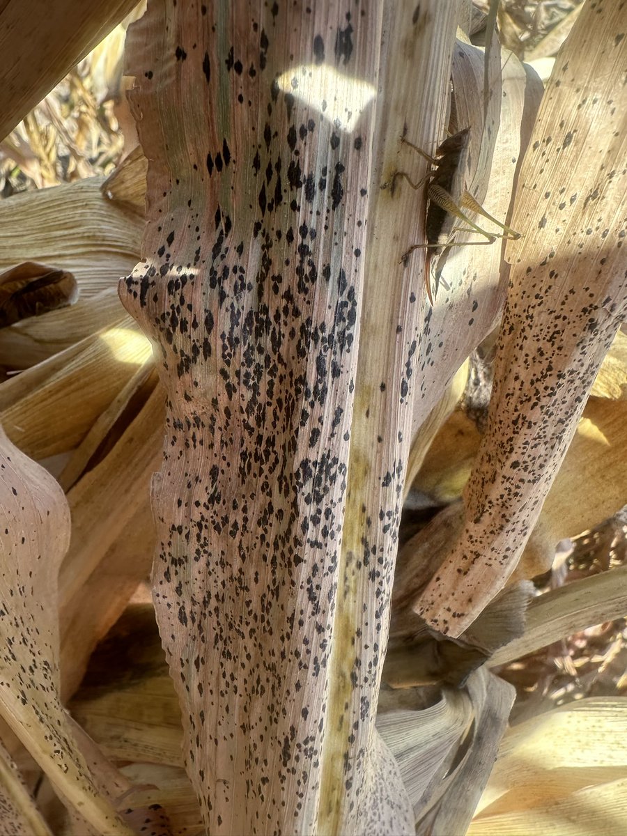 Leona, Kansas. <a href="/DynaGroSeed/">Dyna-Gro Seed</a> D55VC80 &amp; D56TC44 looking solid. Planted May 3rd.   One note, a lot of tar spot showing up late in this plot. Definitely needs to be on the radar for next year and target for overlapping fungicide applications.