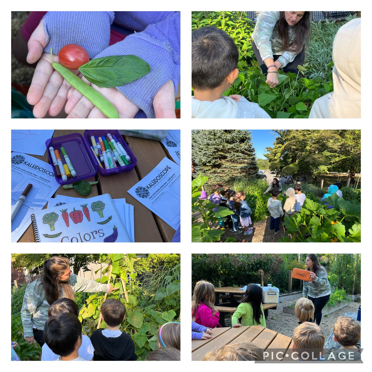 CStuetzFM's tweet photo. What a beautiful day in the garden with Ms. Abbey! We harvested some veggies! @FoxMeadowSchool #scarsdalepride https://t.co/iUMg6DSsDp