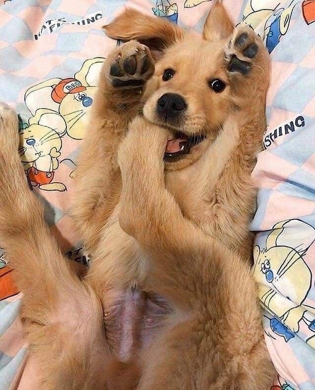 💖 (@twaniimals) on Twitter photo 