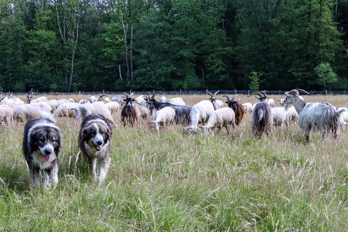 Bosw8erLaurens's tweet photo. Ga mee op excursie,  en kom meer te weten over hoe wolven en schapen naast elkaar leven op de Midden Veluwe @staatsbosbeheer
https://t.co/eTLQuNX3Lq https://t.co/dgwrWdrp8L