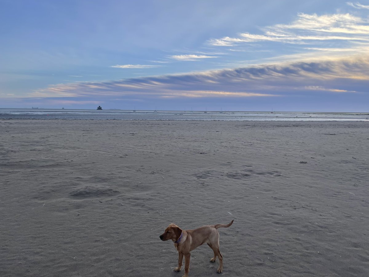 paulhevolve's tweet image. Morning dog walk on #cleethorpes beach this morning. Then over to #lincoln @DavidLloydUK for a couple of meetings and opportunities with folk and catch up with my @Evolvegeo_env business partner @paulbevolve