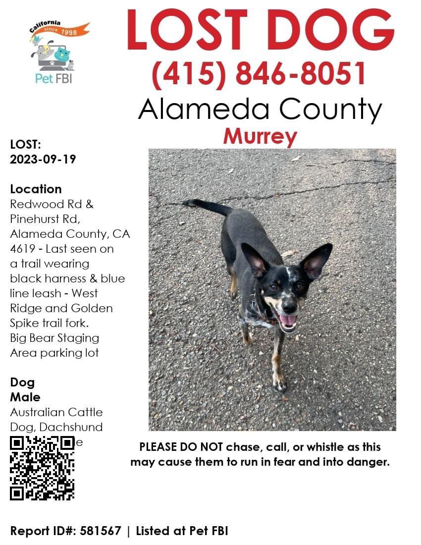 Hadanii's tweet photo. #LOSTDOG #Murrey Redwood Rd &amp; Pinehurst Rd, #Alameda County, #CA 94619  ~~ Last seen on a trail - West Ridge and Golden Spike trail fork. #bigbear Staging Area parking lot  #goldenspiketrail #Westridge

Lost 2023-09-19 #Male #Australian #Cattle Dog/#Dachshund #Black https://t.co/jy4viLCEUn