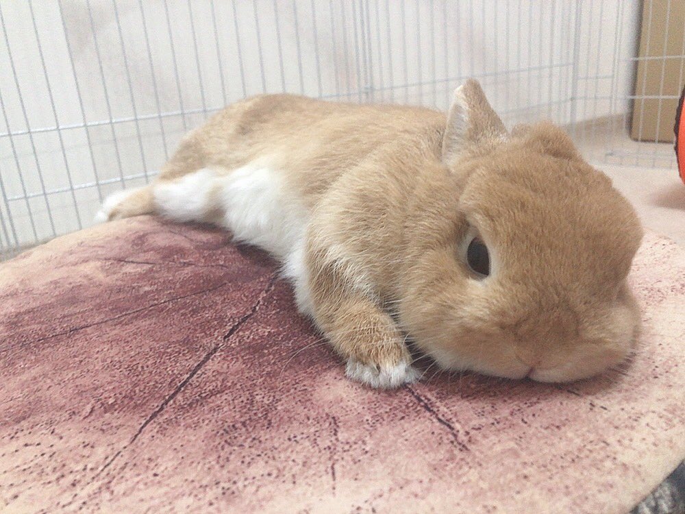 kurumi20220504's tweet photo. おひるね😴

#うさぎ #うさぎと暮らす #ネザーランドドワーフ https://t.co/XTpLxYO0KT