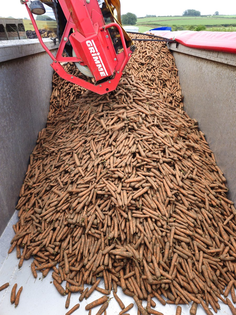 Carrot are coming up very clean. 🥕