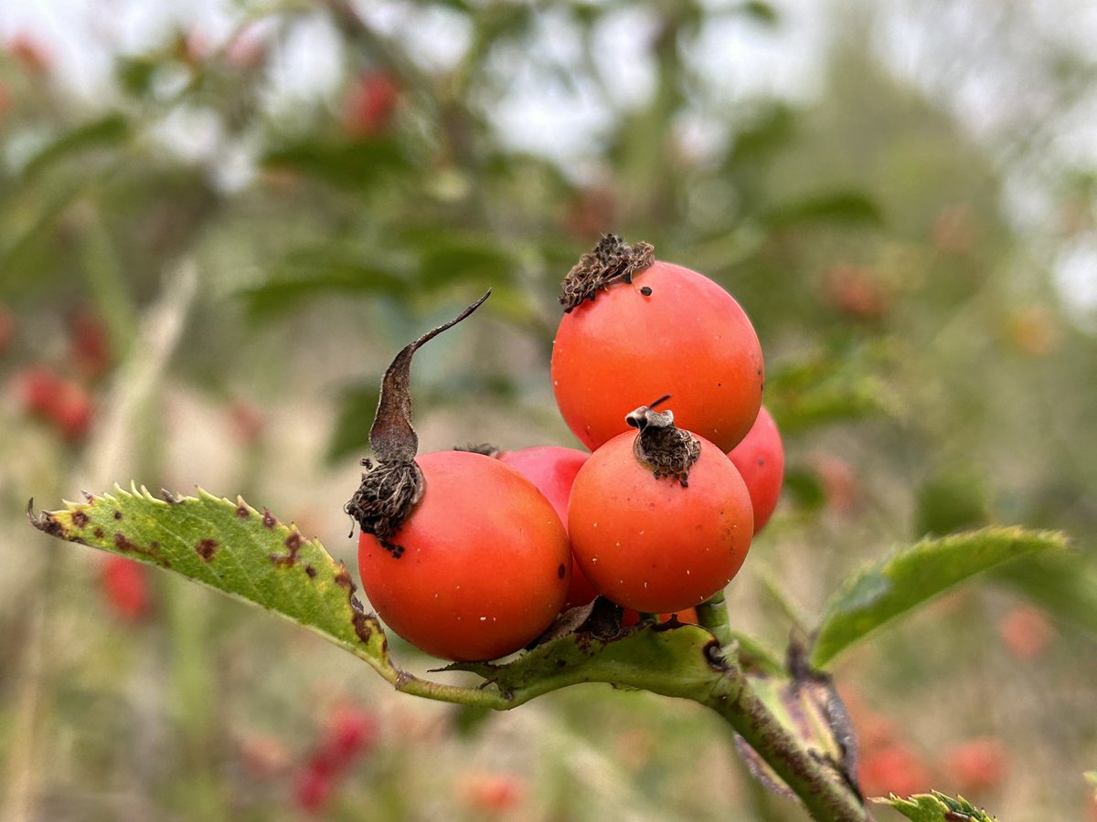 CoLEppingForest's tweet image. It’s almost the #AutumnalEquinox (Saturday 23 September).  

As the late summer canopy of #EppingForest begins to prepare for the annual transition to its ‘crowning glory’ of #AutumnColour, the hawberries, rosehips and acorns provide a welcome pop of colour.
🧡🍁🍂
#Autumn