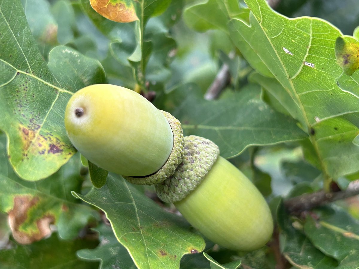 CoLEppingForest's tweet image. It’s almost the #AutumnalEquinox (Saturday 23 September).  

As the late summer canopy of #EppingForest begins to prepare for the annual transition to its ‘crowning glory’ of #AutumnColour, the hawberries, rosehips and acorns provide a welcome pop of colour.
🧡🍁🍂
#Autumn