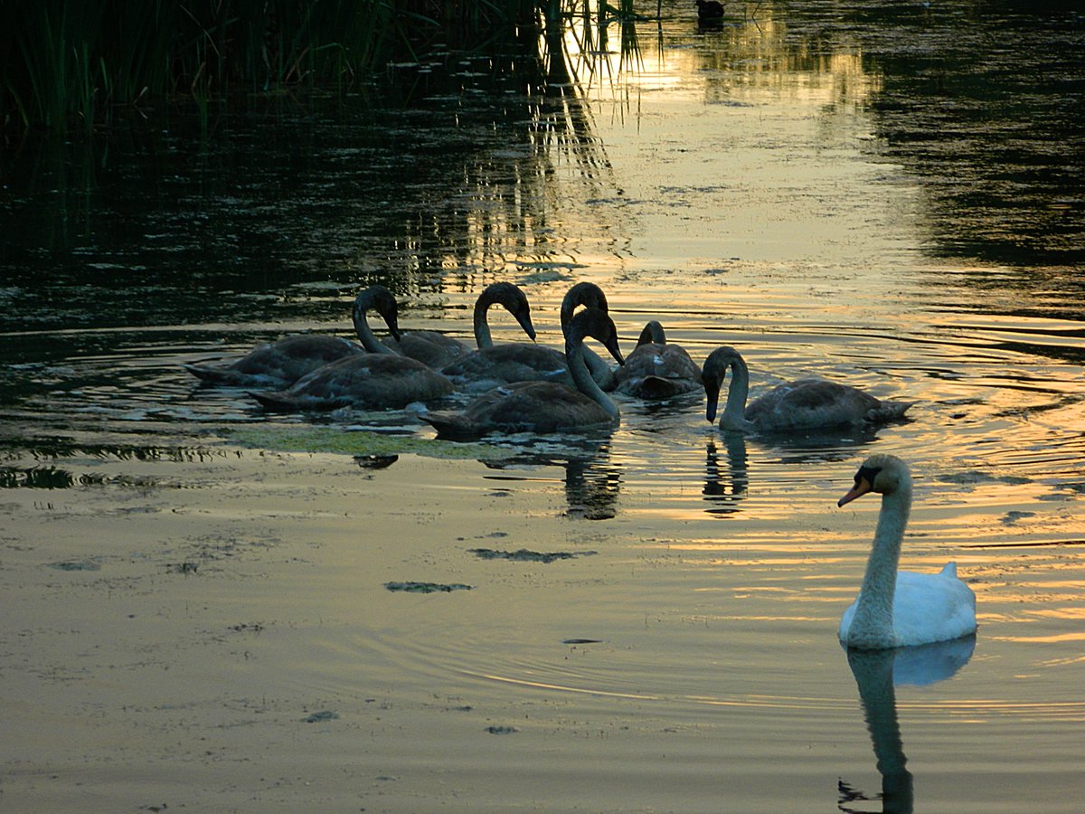 Harlestone Lake swan and cygnets at sunrise.