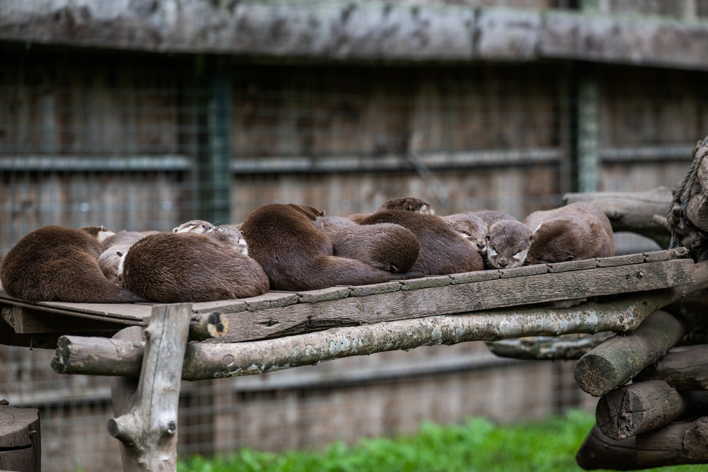 🍂FAMILY FUN WEEKEND🍂

Bring the whole family to South Devon Railway this weekend (23rd &amp; 24th September) for autumnal fun, education, and adventure. 
For more details about times and prices and to book now visit: 

southdevonrailway.co.uk/visit-us/whats…