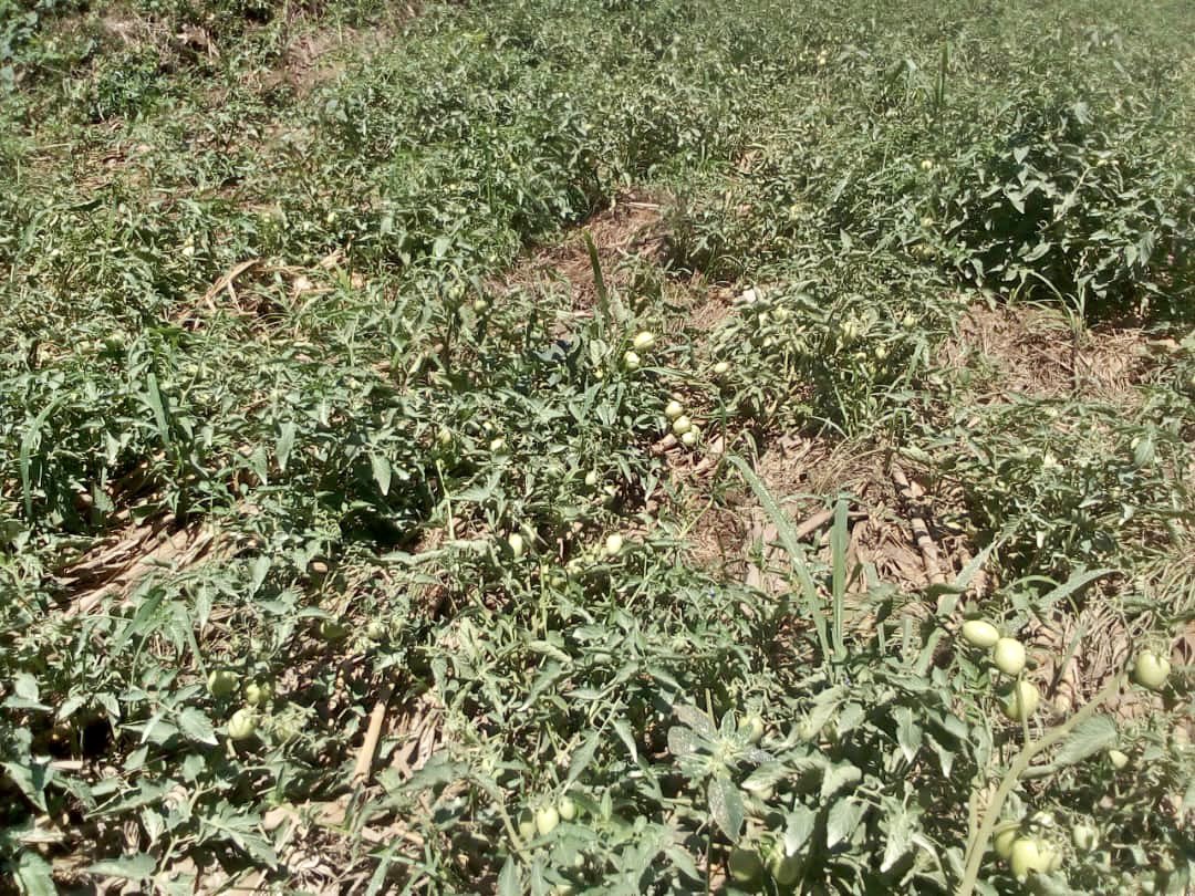 The first phase of tomatoes on our Agrimulimi project #model farm in Kayunga is progressing well, and we're currently at the fruit formation stage.

A big thank you to CREAMO, our partner in driving this impactful agricultural project forward!
#PreventFoodWaste
#AgricultureImpact