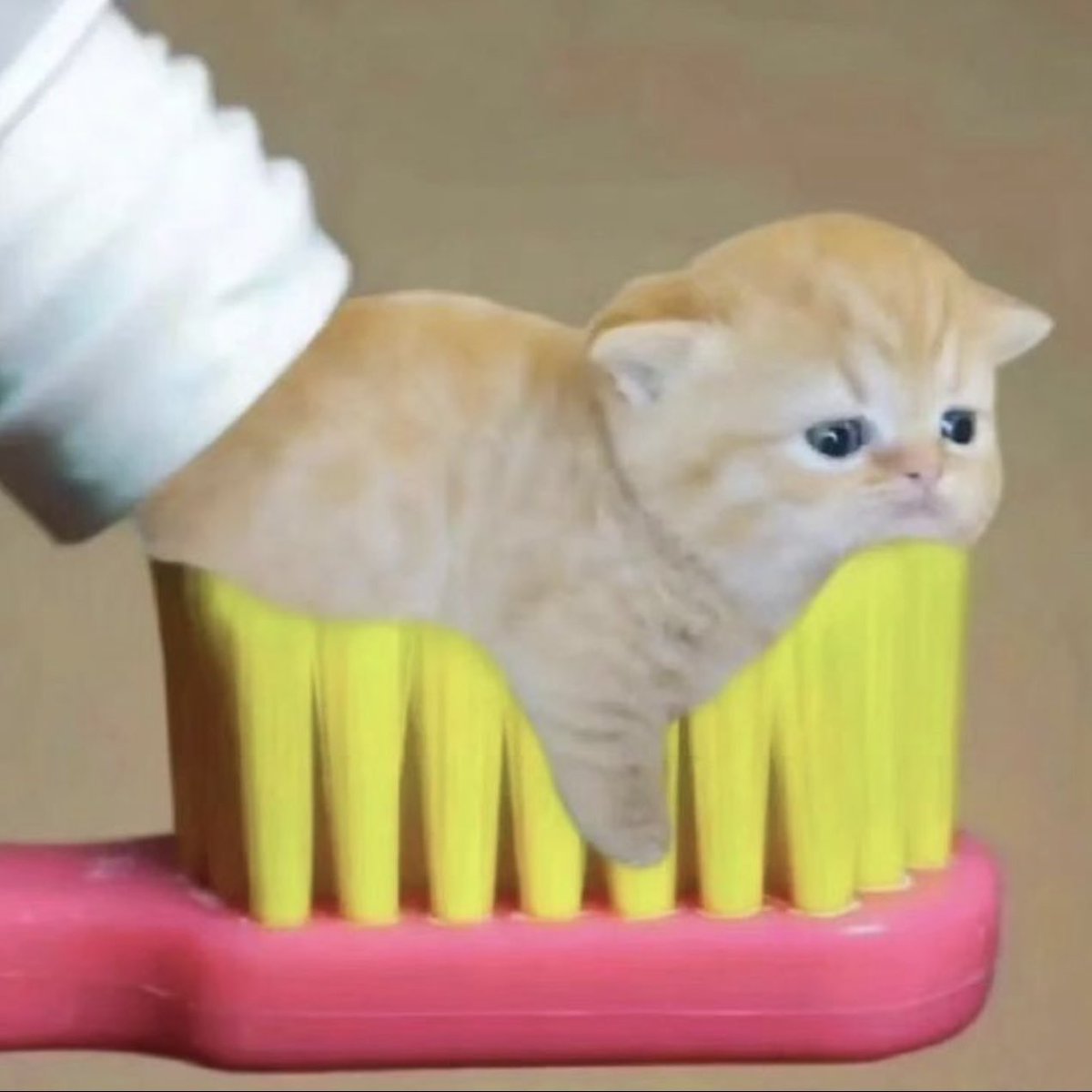 PostsOfCats's tweet photo. what flavor? https://t.co/TY2kixAeV9