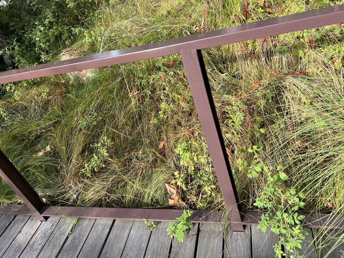 Afro_Herper's tweet image. I can’t get enough of these baby western fence lizards. You’ll probably see them running around now that it’s hatchling season. So much so my undergrad advisor called them ecological popcorn. Can you #FindThatLizard? LMK with #FoundThatLizard