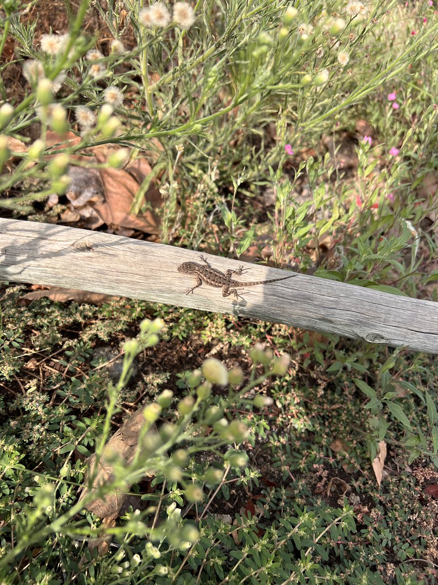 Afro_Herper's tweet image. I can’t get enough of these baby western fence lizards. You’ll probably see them running around now that it’s hatchling season. So much so my undergrad advisor called them ecological popcorn. Can you #FindThatLizard? LMK with #FoundThatLizard