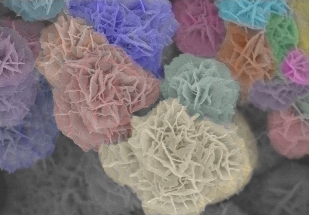 Submitted three cool SEM images of MOFs and porous polymers for Northwestern NUANCE’s image contest. Feel free to vote for any of them if you find them eye catching!
Heart of Ice and Fire, Northwestern Coniferous Forest, and Blooming Roses!

m.shortstack.page/GJHZrn?sre=kxo…