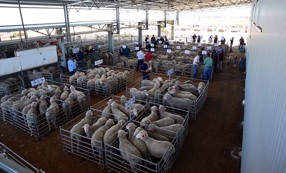 Richie Steele - Outback MPM (@outbackmpm) on Twitter photo The 2023 Outback MPM Ram Sale, on the 11th September, saw a total clearance of 179/179 rams sold at auction to a top of $5250 (Lot 134) with an average of $2522.
Many thanks to everyone who supported us this year. Rams were sold throughout NSW, QLD, SA & VIC. 
🐑🐑🐑 The 2023 Outback MPM Ram Sale, on the 11th September, saw a total clearance of 179/179 rams sold at auction to a top of $5250 (Lot 134) with an average of $2522.
Many thanks to everyone who supported us this year. Rams were sold throughout NSW, QLD, SA & VIC. 
🐑🐑🐑