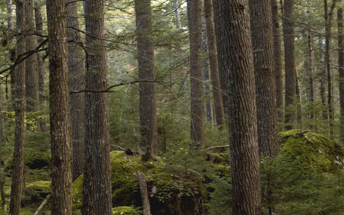 Great end to #NationalTreeDay with the Premiere of our film #IntheQuietandtheDark Thank you to the humans and trees that made this film possible. So grateful. 🙏 @thefilmfest @teresa_macinnes @CBCdocs