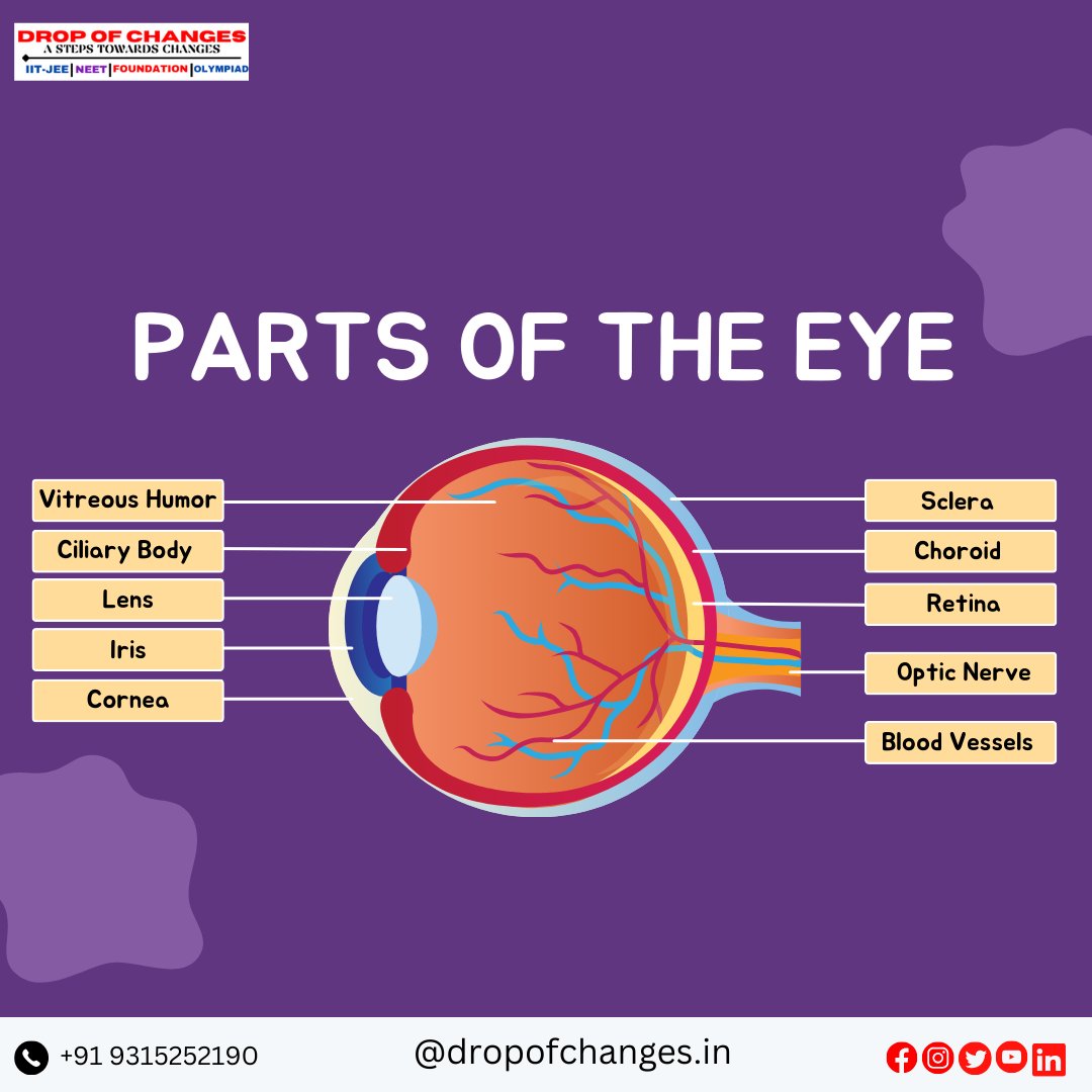 dropofchanges's tweet image. PARTS OF THE EYE  PART-1

For More Information :-
📞- +91 9315252190
🌐 dropofchanges.in
#dropofchanges  #NEET #neetpreparation #neetexam #biology  #eyes #ncertbiology #ncert #maharashtradesha  #stateboard #HumanBiology