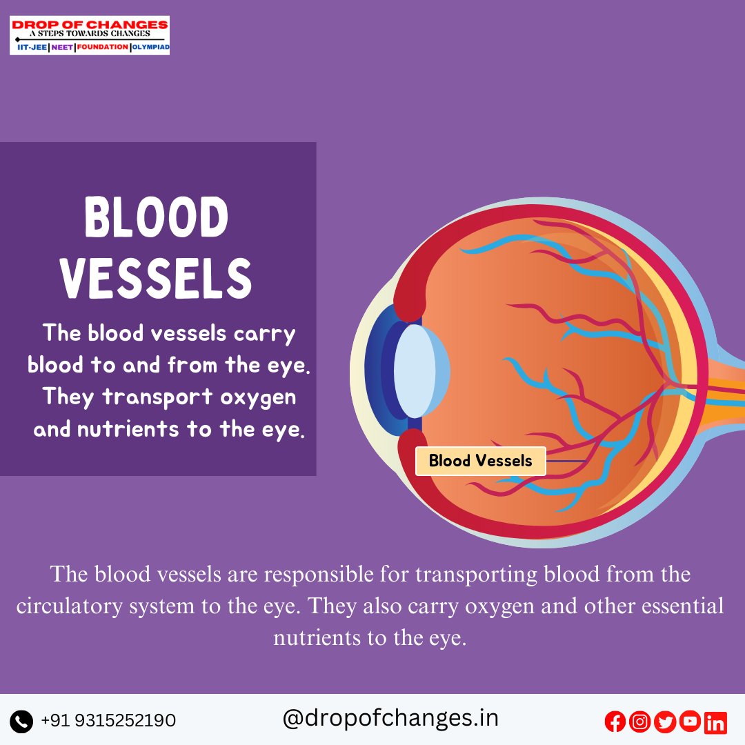 dropofchanges's tweet image. PARTS OF THE EYE  PART-4

  For More Information :- 
📞- +91 9315252190 
📷dropofchanges.in 

#dropofchanges #NEET #neetpreparation #neetexam #biology #eyes #ncertbiology #ncert #maharashtradesha #stateboard #HumanBiology
