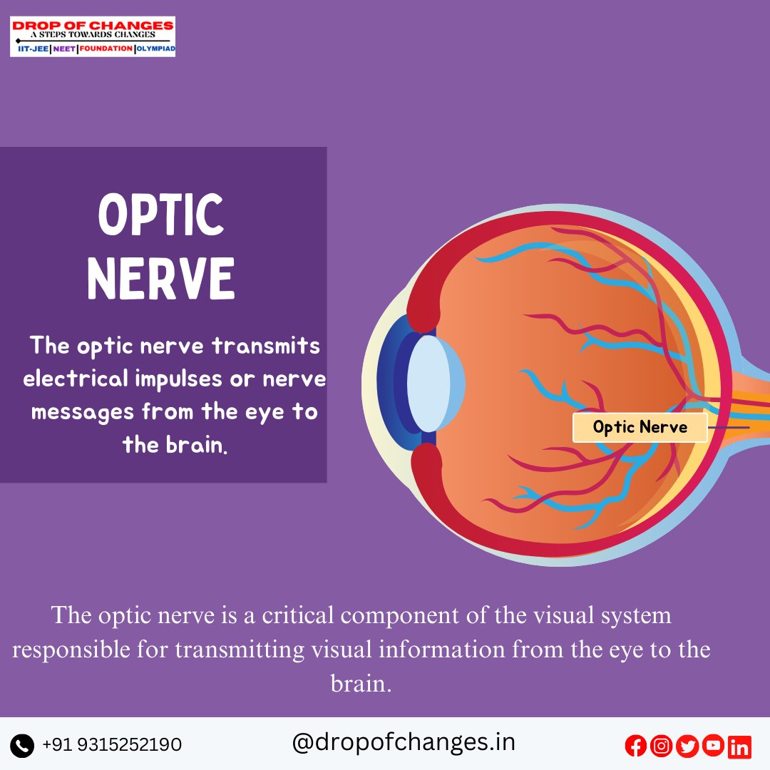 dropofchanges's tweet image. PARTS OF THE EYE  PART-4

  For More Information :- 
📞- +91 9315252190 
📷dropofchanges.in 

#dropofchanges #NEET #neetpreparation #neetexam #biology #eyes #ncertbiology #ncert #maharashtradesha #stateboard #HumanBiology