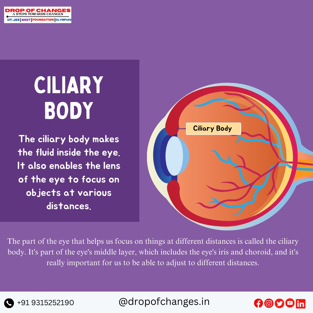dropofchanges's tweet image. PARTS OF THE EYE  PART-2
 
For More Information :- 
📞- +91 9315252190 
📷dropofchanges.in 

#dropofchanges #NEET #neetpreparation #neetexam #biology #eyes #ncertbiology #ncert #maharashtradesha #stateboard #HumanBiology

📷
📷