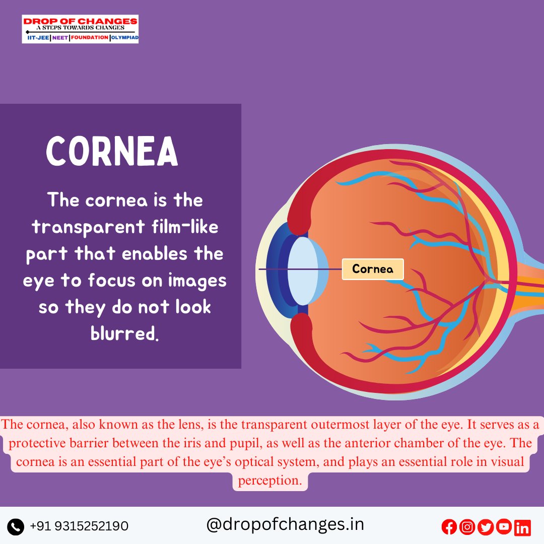dropofchanges's tweet image. PARTS OF THE EYE  PART-1

  For More Information :- 
📞- +91 9315252190
 🔎dropofchanges.in

 #dropofchanges #NEET #neetpreparation #neetexam #biology #eyes #ncertbiology #ncert #maharashtradesha #stateboard #HumanBiology