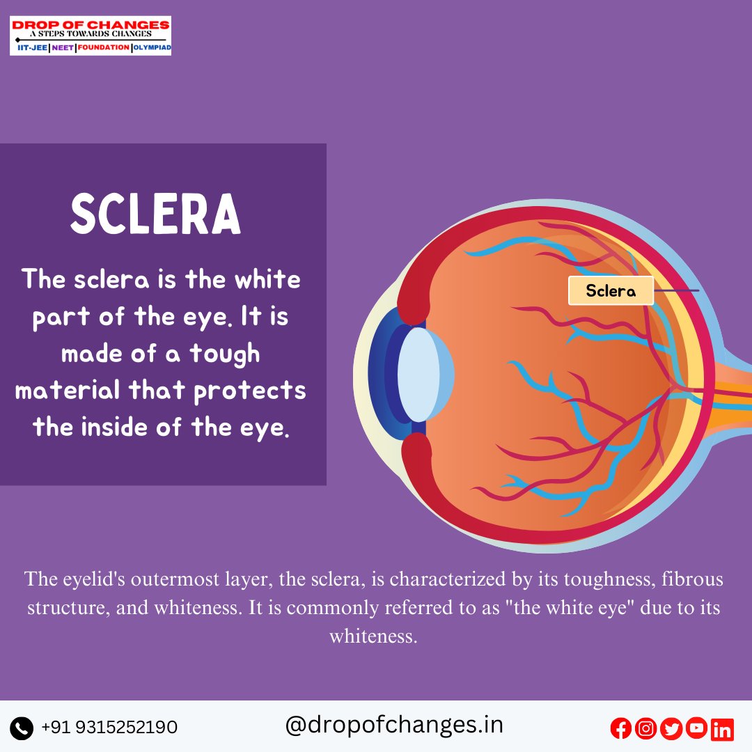 dropofchanges's tweet image. PARTS OF THE EYE  PART-1

  For More Information :- 
📞- +91 9315252190
 🔎dropofchanges.in

 #dropofchanges #NEET #neetpreparation #neetexam #biology #eyes #ncertbiology #ncert #maharashtradesha #stateboard #HumanBiology