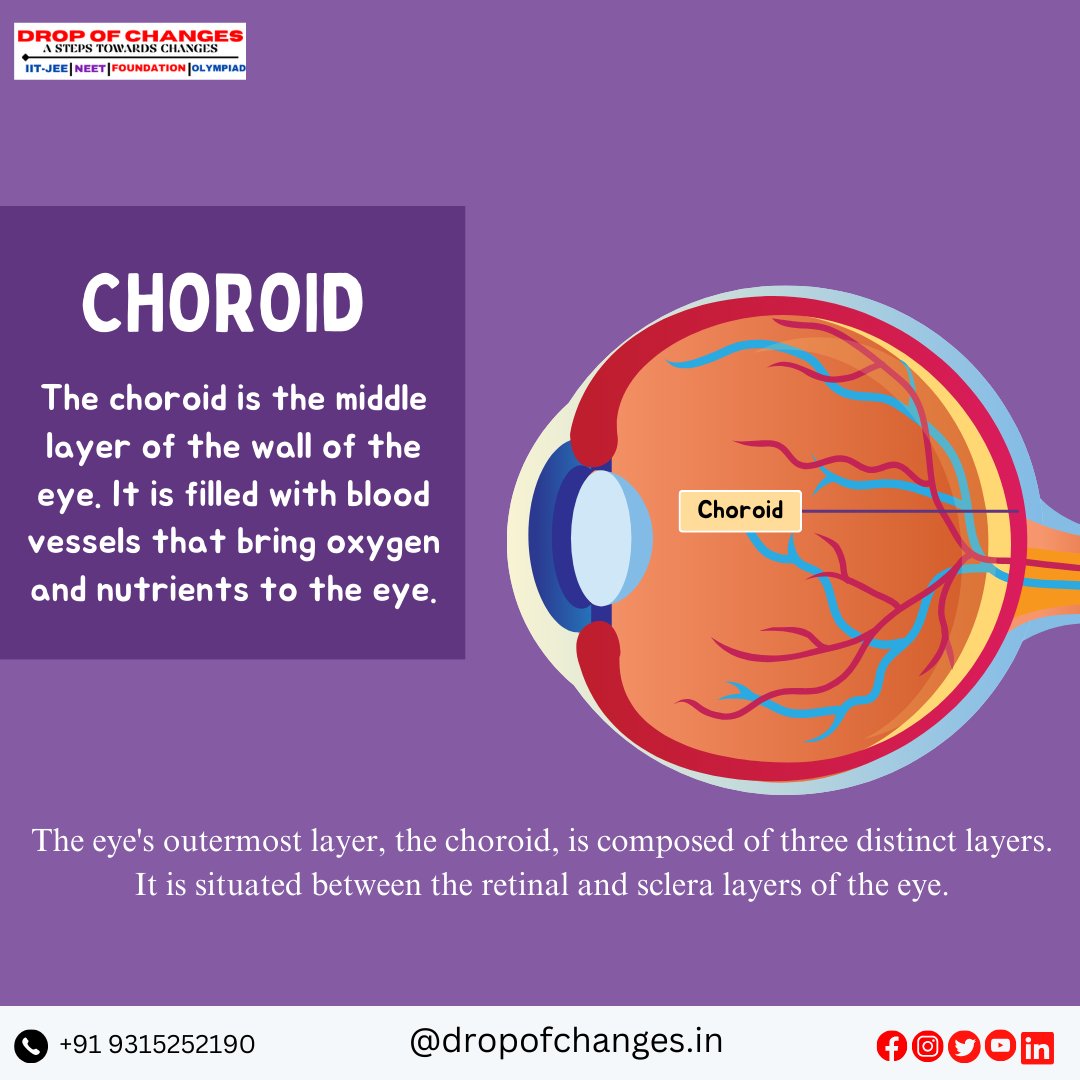 dropofchanges's tweet image. PARTS OF THE EYE  PART-1

  For More Information :- 
📞- +91 9315252190
 🔎dropofchanges.in

 #dropofchanges #NEET #neetpreparation #neetexam #biology #eyes #ncertbiology #ncert #maharashtradesha #stateboard #HumanBiology